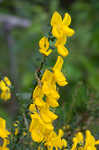 Scotch broom